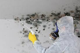 Mountain Village, CO Mold Removal Company